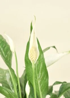 Variegated Peace Lily, Medium 26 Variegated Peace Lily, Medium -Home Living Store 032019 2247 5a77ca27 bf8a 4e61 817d 120418842c78