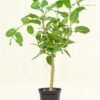 Ficus 'Audrey', XL -Home Living Store 10FICUS AUDREY 1 f8f9398b c1c1 450f 933c 7b3a7b8a94d8