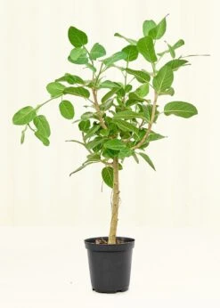 Ficus 'Audrey', XL