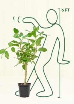 Ficus 'Audrey', XL -Home Living Store 10FICUS AUDREY 3 53a619a7 34da 408a a991 b13bdb155d12