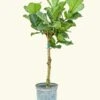 Fiddle Leaf Fig, XL -Home Living Store 10FICUS LYRATA XL 1 81a93cde da11 433d 804a 4125d88ba3b4