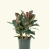 Rubber Tree 'Burgundy', XL -Home Living Store 10FICUS RUBBER 1 1