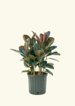 Rubber Tree 'Burgundy', XL