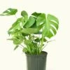 Monstera Swiss Cheese Plant, XL -Home Living Store 10PHILO MONSTERA 1 a8cf4b6d 73a2 4315 ae6e d9c554a77288