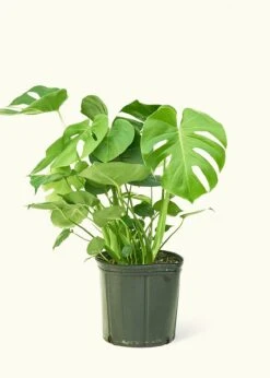 Monstera Swiss Cheese Plant, XL