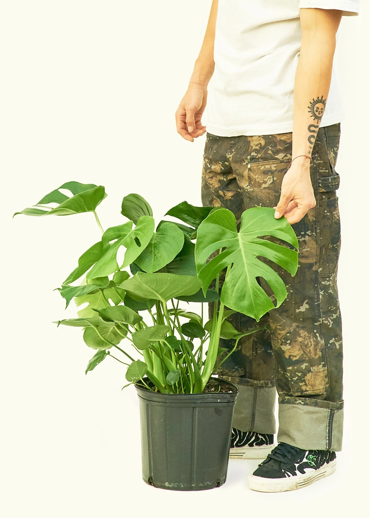 Monstera Swiss Cheese Plant, XL 4 Monstera Swiss Cheese Plant, XL - Image 2