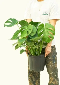 Monstera Swiss Cheese Plant, XL 24 Monstera Swiss Cheese Plant, XL -Home Living Store 10PHILO MONSTERA 3 939becee 6fa1 4257 9be2 390c575b7cea