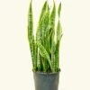 Snake Plant 'Laurentii', XL -Home Living Store 10SANSIVERIA LAURENTII 1 b47d0694 8abe 405a bef6 cfaf64da623e