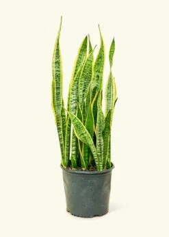 Snake Plant 'Laurentii', XL