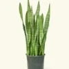Snake Plant 'Zeylanica', XL -Home Living Store 10SNAKE ZEYLANICA 1 74cf1923 83a0 4bea 9bbd 5b82dd2bbab7