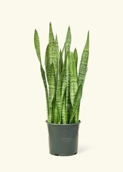 Snake Plant 'Zeylanica', XL
