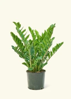ZZ Plant, XL