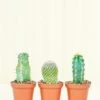 Baby Cactus Trio -Home Living Store 2BUNDLE BABYCACTUS 2f552ba7 46dc 42db b1d1 cd85bdc4232b