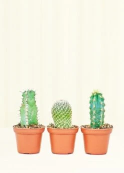 Baby Cactus Trio
