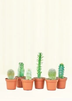 Baby Cactus Trio -Home Living Store 2BUNDLE BABYCACTUS 5 ba70824f 4dec 467b 8486 fd86e6a40ec0