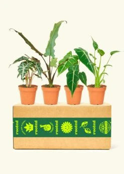 Assorted Alocasia Box, Small