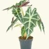 Alocasia 'Polly', Small 1 Alocasia 'Polly', Small -Home Living Store 4ALOCASIA POLLY 1 c3cd298d 15c1 4a04 a19e 5f63650d010b