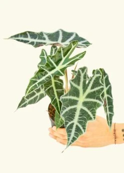 Alocasia 'Polly', Small -Home Living Store 4ALOCASIA POLLY 3 1