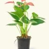 Anthurium 'Pink Flamingo', Small -Home Living Store 4ANTHURIUM PINK 1 47c7b2e8 6629 4522 8047 f310ae51fd9a