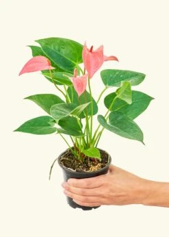 Anthurium 'Pink Flamingo', Small -Home Living Store 4ANTHURIUM PINK 3 ec4c60b1 40d9 4b1f 8f8e 2ba2b4d7e123