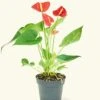 Anthurium 'Red Flamingo', Small -Home Living Store 4ANTHURIUM RED 1 1