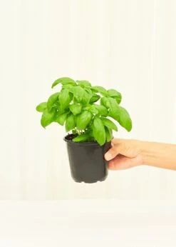Basil, 4 Pack 7 Basil, 4 Pack -Home Living Store 4BASIL 2