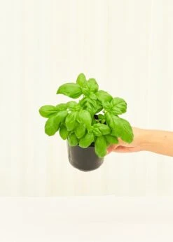 Basil, 4 Pack 8 Basil, 4 Pack -Home Living Store 4BASIL 3