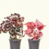 Assorted Begonia 'Rex' Box, Small -Home Living Store 4BEGONIA 2PK 1
