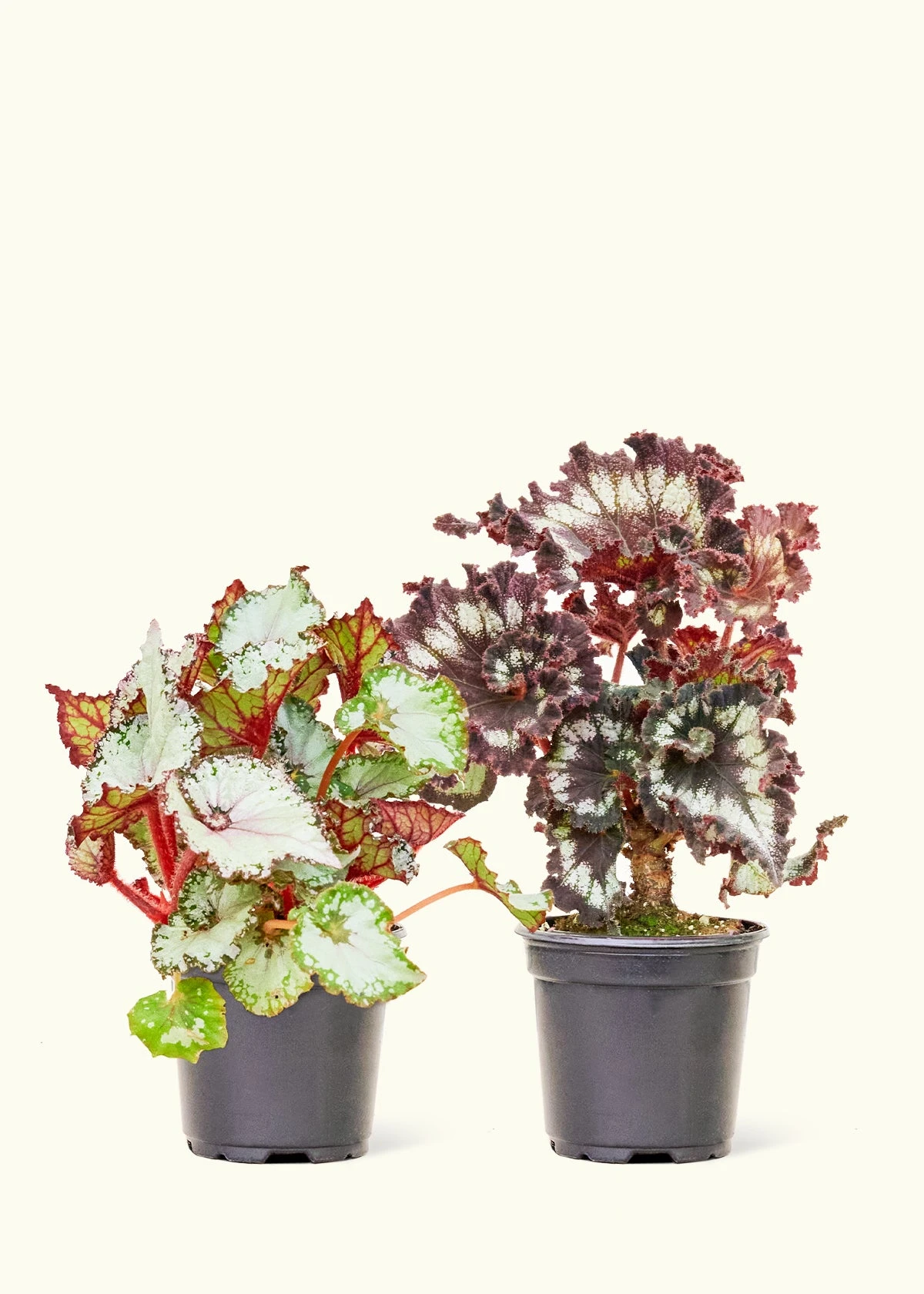 Assorted Begonia 'Rex' Box, Small 6 Assorted Begonia 'Rex' Box, Small - Image 4