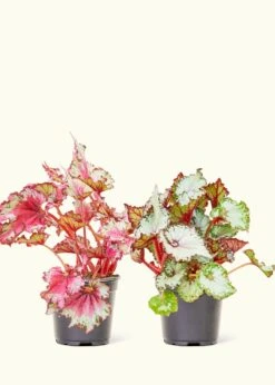 Assorted Begonia 'Rex' Box, Small 11 Assorted Begonia 'Rex' Box, Small -Home Living Store 4BEGONIA 2PK 3