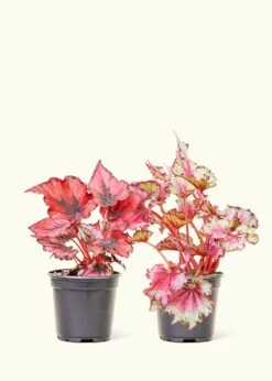 Assorted Begonia 'Rex' Box, Small 9 Assorted Begonia 'Rex' Box, Small -Home Living Store 4BEGONIA 2PK 4
