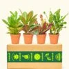 Assorted Croton Box, Small -Home Living Store 4BUNDLE CROTON