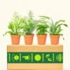 Assorted Fern Box, Small -Home Living Store 4BUNDLE FERN 2