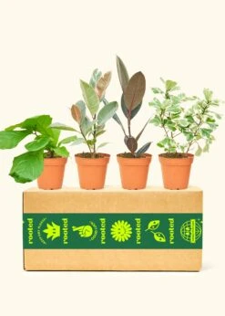Assorted Ficus Box, Small