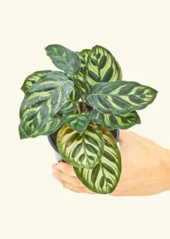 Peacock Plant, Small -Home Living Store 4CALATHEA MAKOYANA 3 a3fc1b8c 1821 427c 84bc eb25cb526232