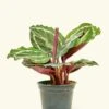 Calathea 'Medallion', Small -Home Living Store 4CALATHEA MEDALLION 1 20e669f4 5574 4b72 a615 0d98131bcd56