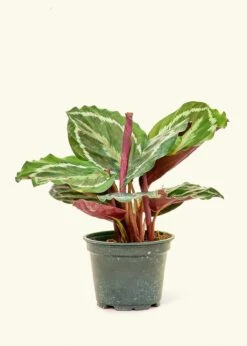 Calathea 'Medallion', Small