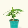 Coffee Plant, Small