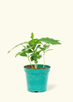 Coffee Plant, Small