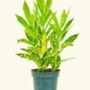 Croton 'Gold Dust', Small 1 Croton 'Gold Dust', Small -Home Living Store 4CROTON GOLDDUST 1 c8915946 00d3 48a1 8423 a90a6daef42a