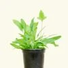 Blue Star Fern, Small -Home Living Store 4FERN BLUESTAR 1 1d4b9edb 4b1b 4cca b7dc 6a92993884b2