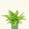 Boston Fern, Small