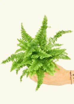 Boston Fern, Small -Home Living Store 4FERN COMPACTA 7 af3e590d 340f 44b6 944d e8a30349cc17