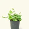 Heartleaf Fern, Small 2 Heartleaf Fern, Small -Home Living Store 4FERN HEARTLEAF 1 14a98e07 3d18 4a91 b8af 5d4a73296b84