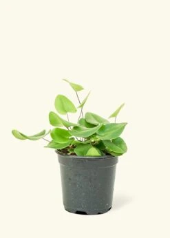 Heartleaf Fern, Small