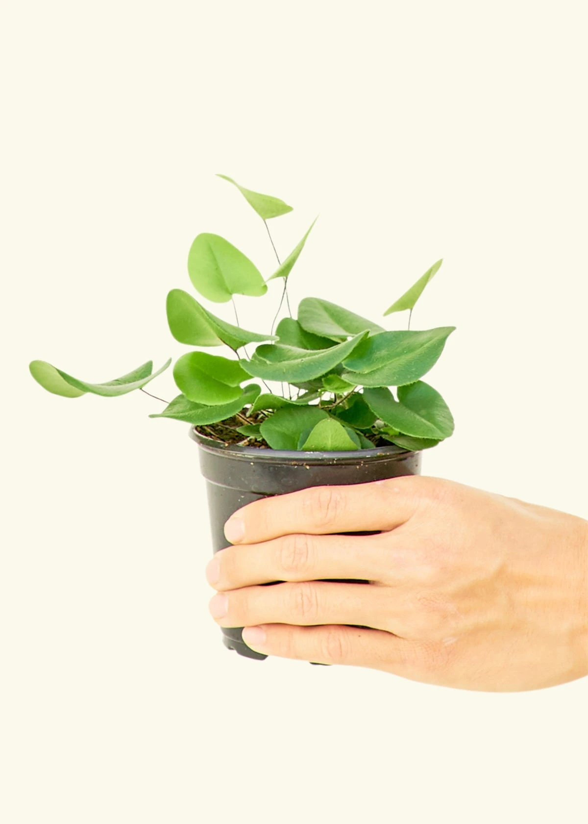 Heartleaf Fern, Small 4 Heartleaf Fern, Small - Image 2