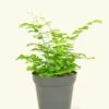 Maidenhair Fern, Small