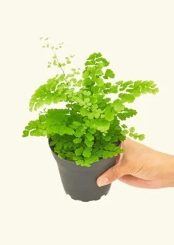 Maidenhair Fern, Small -Home Living Store 4FERN MAIDENHAIR 3 eb09ad7d 724f 46a3 bb12 6102bffdae19