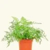 Rabbit Foot Fern, Small -Home Living Store 4FERN RABBITFOOT 2 36d6471d 6c65 402c aa39 bfe667a34cd2