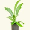 Staghorn Fern, Small -Home Living Store 4FERN STAGHORN 1 cb9d821a 2fb4 4dd6 9a8b 3d2618e3c8be